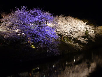 夜桜見物