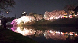夜桜 世桜