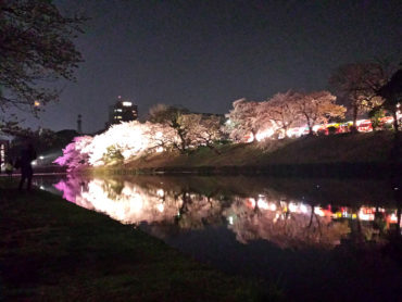 夜桜 世桜